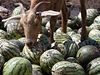 Koza si pochutnává na melounech, které se zemdlcm nepodailo prodat.