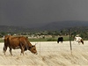 Druhý nejrozsáhlejí poár ve známé historii Arizony pasoucí se dobytek píli nevzruuje