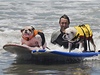 Brittí buldoci Betsy a Louie pi surfovém závod pro psy