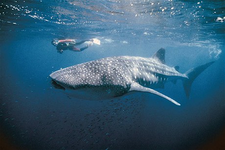 UNESCO, Pobe Ningaloo, Austrlie.