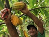 Fairtradove kakao se v Naranjillo produkuje dokonce kompletne v biokvalite, tedy v souladu s pravidly ekologickeho zmemedelstvi.