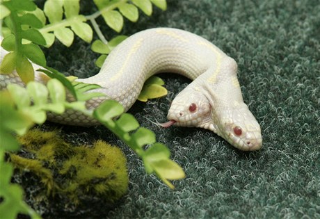 Dvojhlavý had-albín.