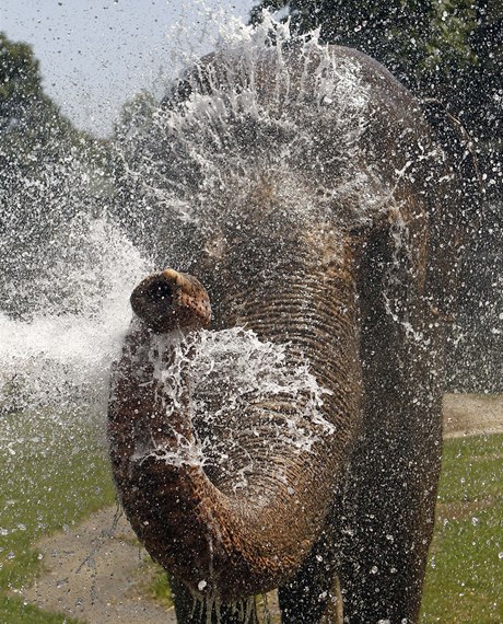 Slon v blehradské ZOO