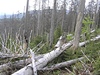 Krovec má letos napadnou rekordní mnoství strom.