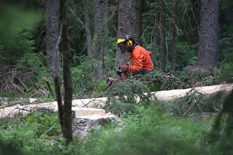 Devorubci na umav kácejí stromy v oblastech postiených krovcem.