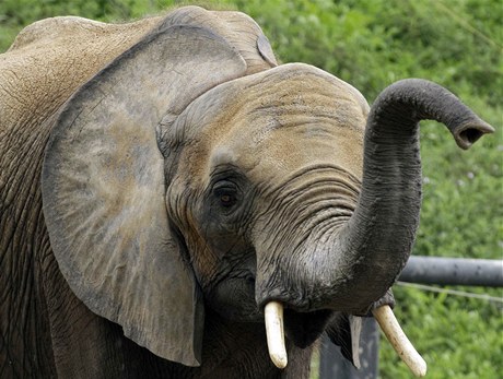 Slon (ilustraní foto)