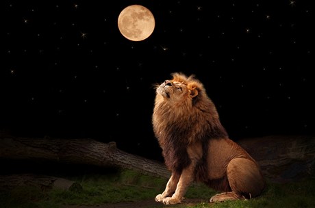 Lev pi úplku - ilustraní foto