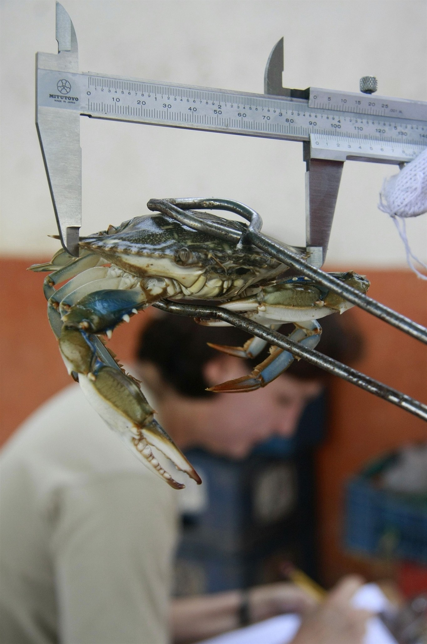 Pro pedstavu, schránka vylovených krab má v prmru zhruba deset centimetr.