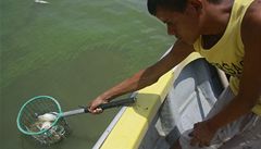 Na zaátku je samozejm práce rybá. V hojném mnoství loví kraby u jezera Maracaibo ve Venezuele. 