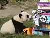 Mlád pandy Fu Hu oslavilo své první narozeniny ve vídeské Zoo.
