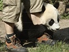 Ke gratulantm se pidal i oetovatel roního mládte pandy.