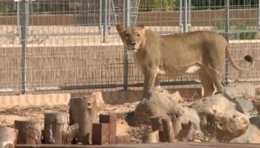 Zvata v tripolisk zoo strdaj, nikdo se o n nestar