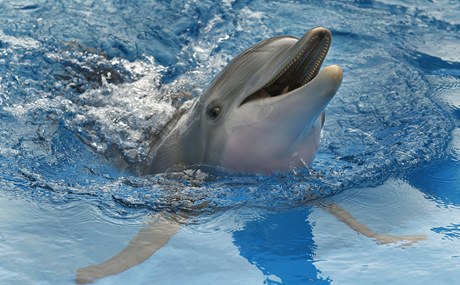 Delfín (ilutraní foto)