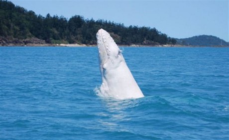 Vzácný úlovek. Australanovi se podailo vyfotit vzácnou bílou velrybu