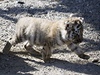Tygí sourozenci. Zoo v ruském Krasnojarsku oslavuje narození ohroeného druhu tygra amurského