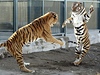 Tygí námluvy. První setkání tygího samce íslo 327 se samicí Cathy (fotografie je z roku 2007). Tygr letos v záí prorazil bránu a napadl jiného samce, v pti minutách byl zabit.