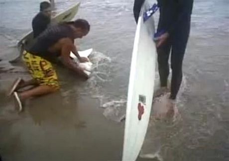 Surfai zachránili mlád raloka bílého