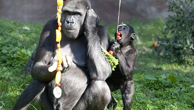 Samice Kijivu a mld Kiburi v prask zoo zstvaj.