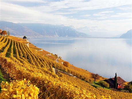 Vinice v Lavaux, plhající po terasách kolem enevského jezera, patí ke svtovému ddictví UNESCO. 