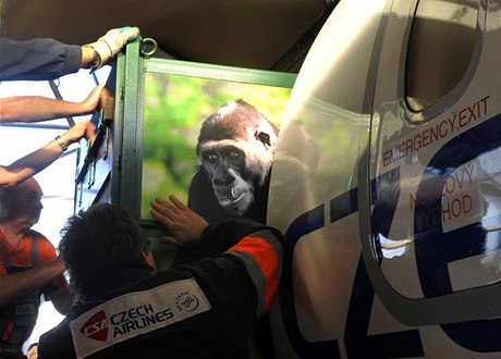 První gorilí mlád odchované v praské zoologické zahrad samice Moja odcestovala do zoologické zahrady ve panlském parku Cabárceno. 