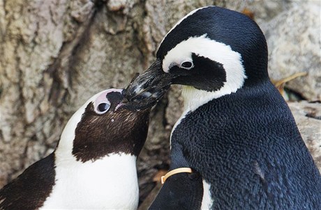 Tuáci Pedro (vpravo) a Buddy sdíleli v torontské zoo jedno hnízdo. Média je podezívala z homosexuality.