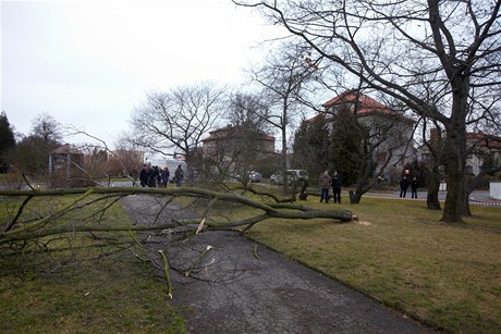 Kácení strom v Praze na Dobece