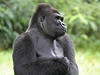 Gorila (ilustran foto)