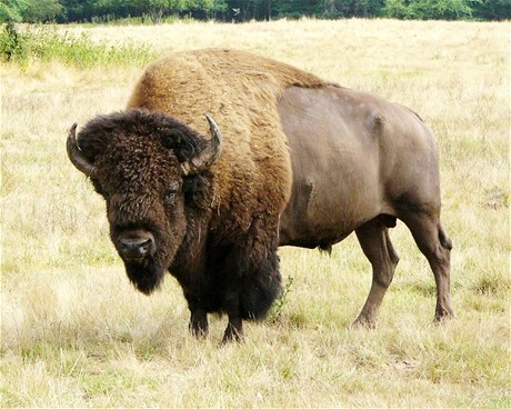 Ve USA roste obliba i cena bizoního masa.