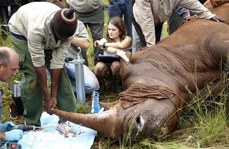 Ochraná z JAR vstikuje nosoroci do rohu barvivo, které jej má znehodnotit. Po zákroku zvíe uhynulo.