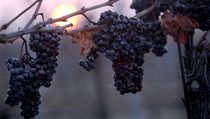 Vinařství Znovín Znojmo posbíralo poslední hrozny, které budou použity pro výrobu ledového vína. | na serveru Lidovky.cz | aktuální zprávy