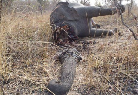 Sloní masakr v Kamerunu.