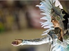 Tanenice na karnevalu v brazilské metropoli Rio de Janeiro 20. února 2012