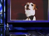 Haf, haf... vrrr, uf. Moderátor Billy Crystal zpovídá Uggieho, psa z vítzného snímku The Artist.