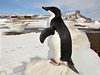 lenov vdeckho tmu, kter se vrtil z psoben na Mendelov polrn stanici v Antarktid (na snmku v pozad), vystoupili 14. bezna na tiskov konferenci v Brn. Snmek z 16. nora byl pozen pi jejich psoben na stanici. 