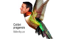 Pavel Bém: Colibri Pragensis