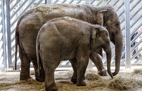 Praská zoo pivítala slonici Donnu s dcerou Tonyou 