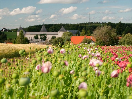 Pdní a klimatické podmínky ve Vitorazsku pejí pstování máku.