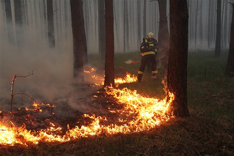 Hasii se snaí uhasit poár v lese na Hodonínsku.