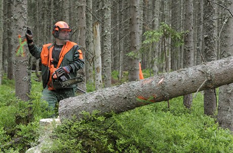 Devorubci zaali 25. ervna kvli zamezení íení krovce kácet ást napadených strom v umavské lokalit Na Ztraceném u Modravy.  