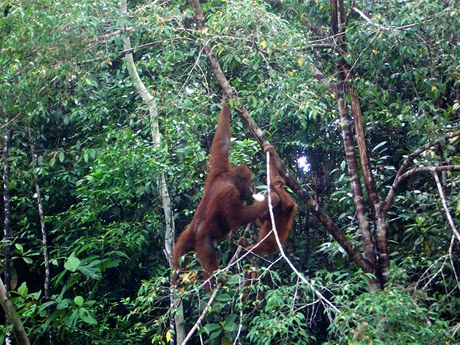 Orangutani v rehabilitaním centru, kde je sledoval i prezident Klaus