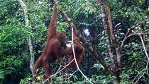 Orangutani v rehabilitačním centru, kde je sledoval i prezident Klaus | na serveru Lidovky.cz | aktuální zprávy