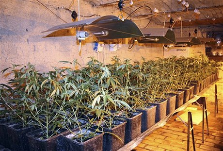 Pi zásahu objevili policisté v jednom z dom na 400 rostlin a suenou hmotu.