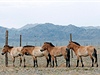 tyi klisny Aneku, Xaru, Gretu a Spelu pepravila praská zoo ve spolupráci s Armádou R do národního parku Gobi B v Mongolsku.