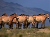 Stádo koní Pevalského v mongolské krajin.