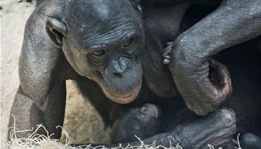 Prvn mld bonoba se narodilo v sobotu