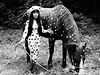 Símek z roku 1967. Jajoi Kusamaová na happeningu s názvem "Horse Play" in Woodstock.