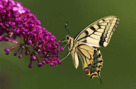 Motýl (ilustraní foto)
