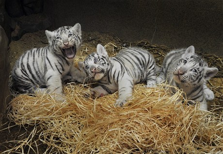 Bílá tygí mláata, která se v liberecké zoo narodila 1. ervence, jsou dva sameci a jedna samika. 