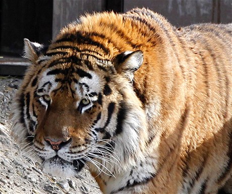 V zoologické zahrad v Kolín nad Rýnem tygr zabil svou oetovatelku a pak uprchl z výbhu. 