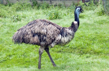 Emu 